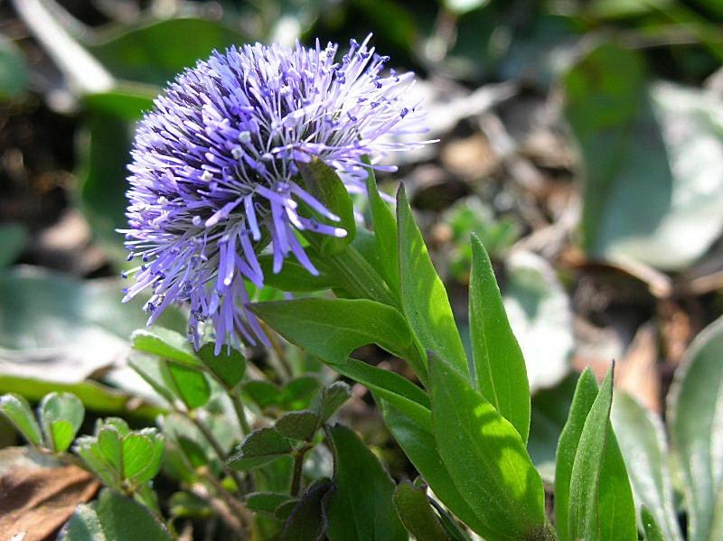 Globularia bisnagarica (=Globularia punctata) / Vedovelle dei prati